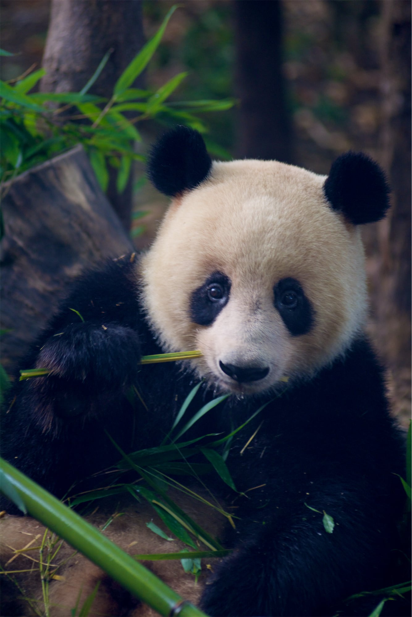 Panda portrait