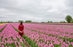 Sulle tracce dei tulipani in Olanda